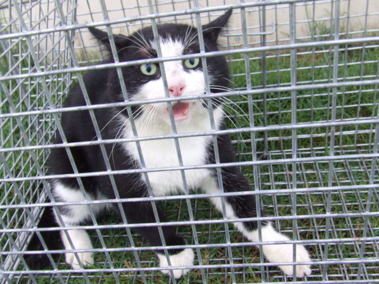 download trapping feral cats
