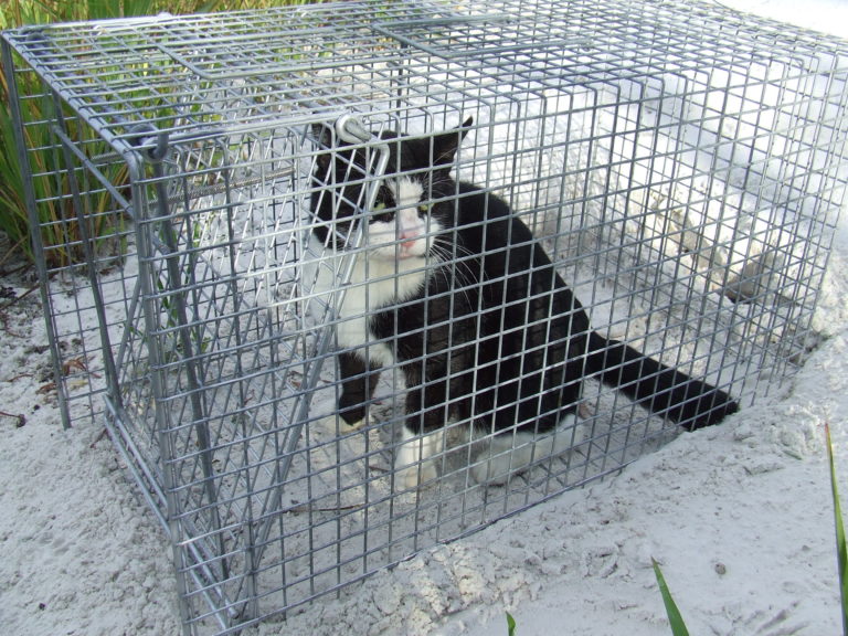 download free trapping feral cats