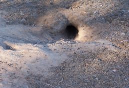 active burrow prior to fumigating