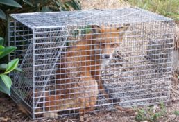 cage trapped fox_01