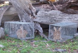 cage trapping rabbits