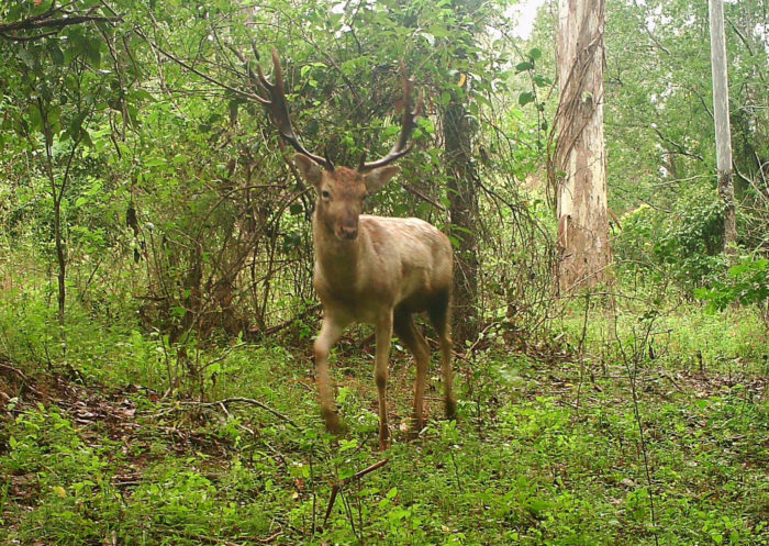 South East Queensland Trapping | Feral Deer