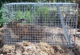 hare captured in cage trap in a suburban backyard