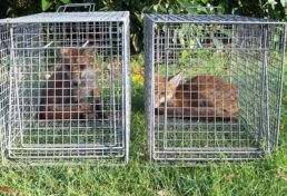 home page image_double of cage trapped foxes
